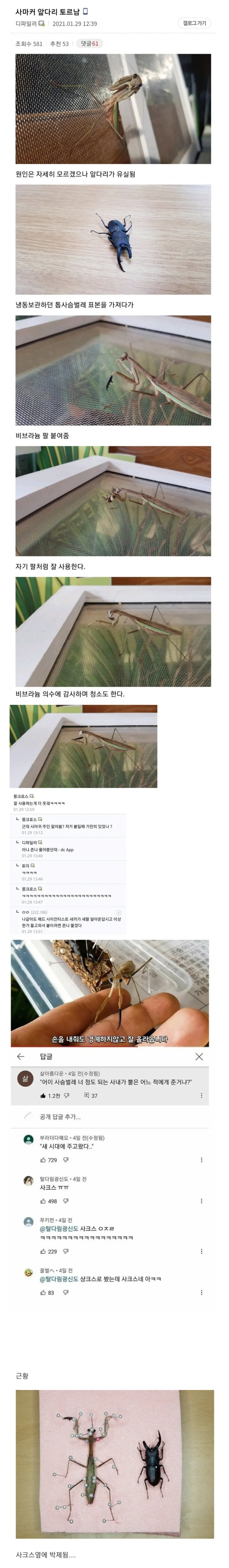 (최신) 사마귀에게 팔 만들어준 디시인
